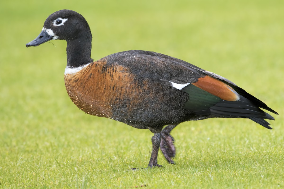 Australian Shelduck - ML443755931