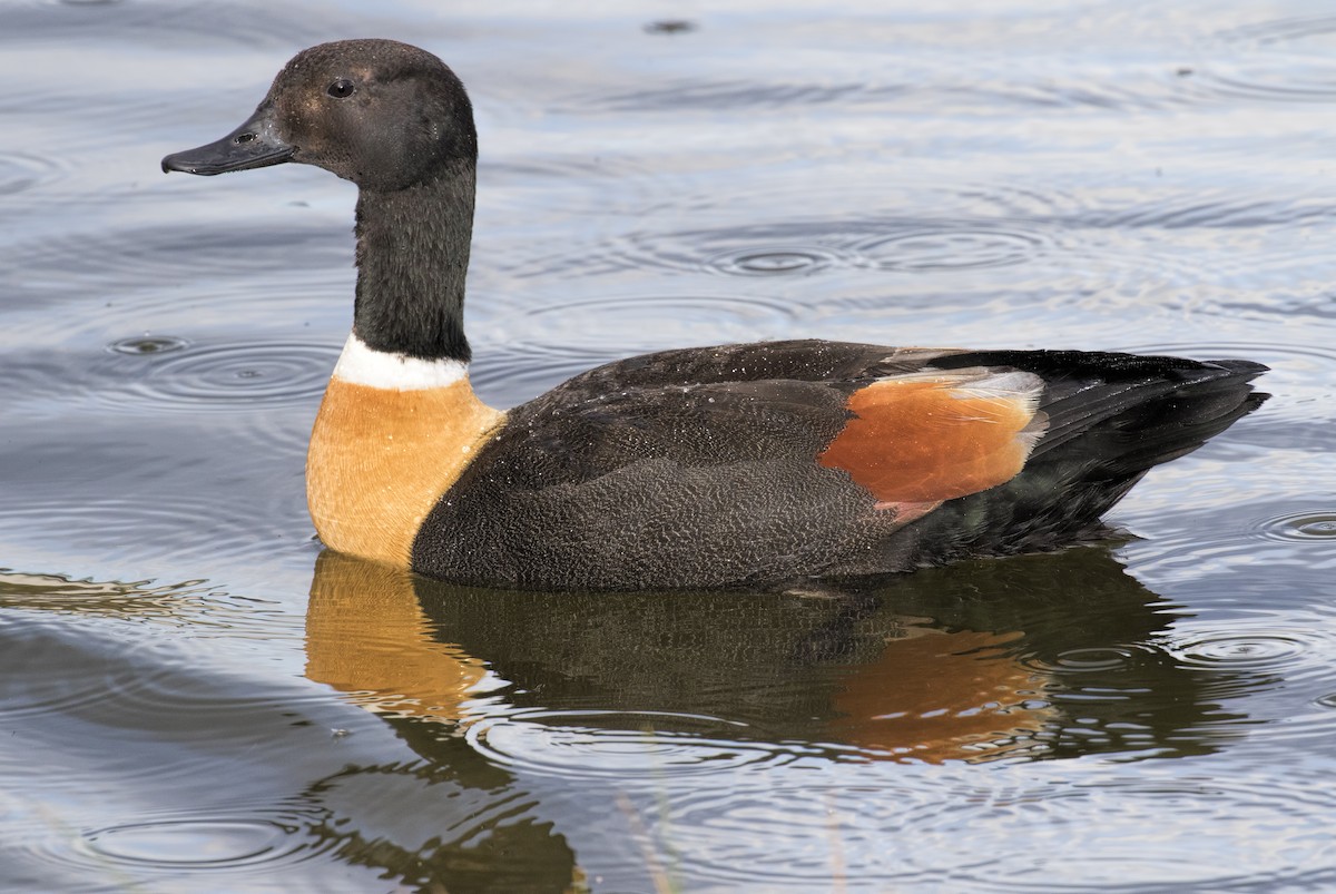 Australian Shelduck - ML443755961