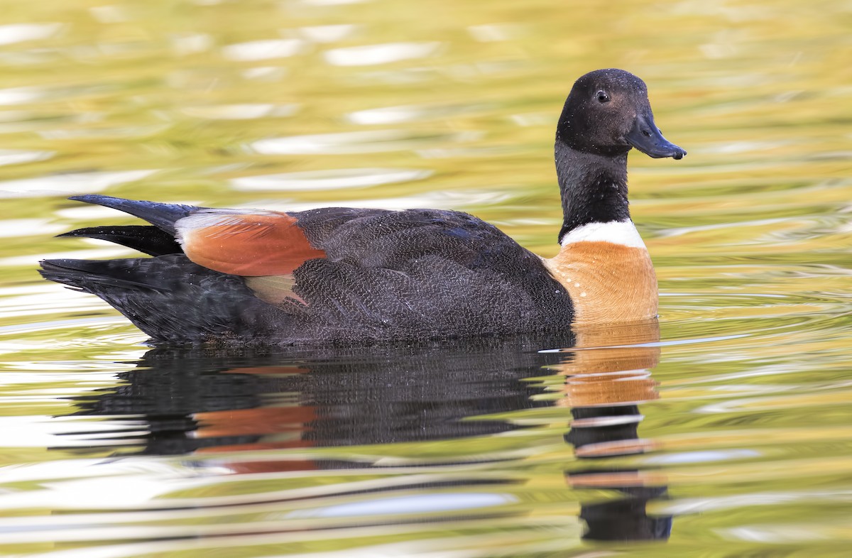 Australian Shelduck - ML443756001