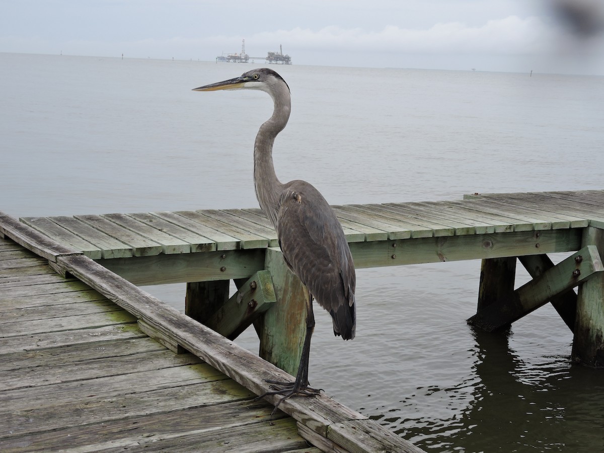 Great Blue Heron - ML44375711