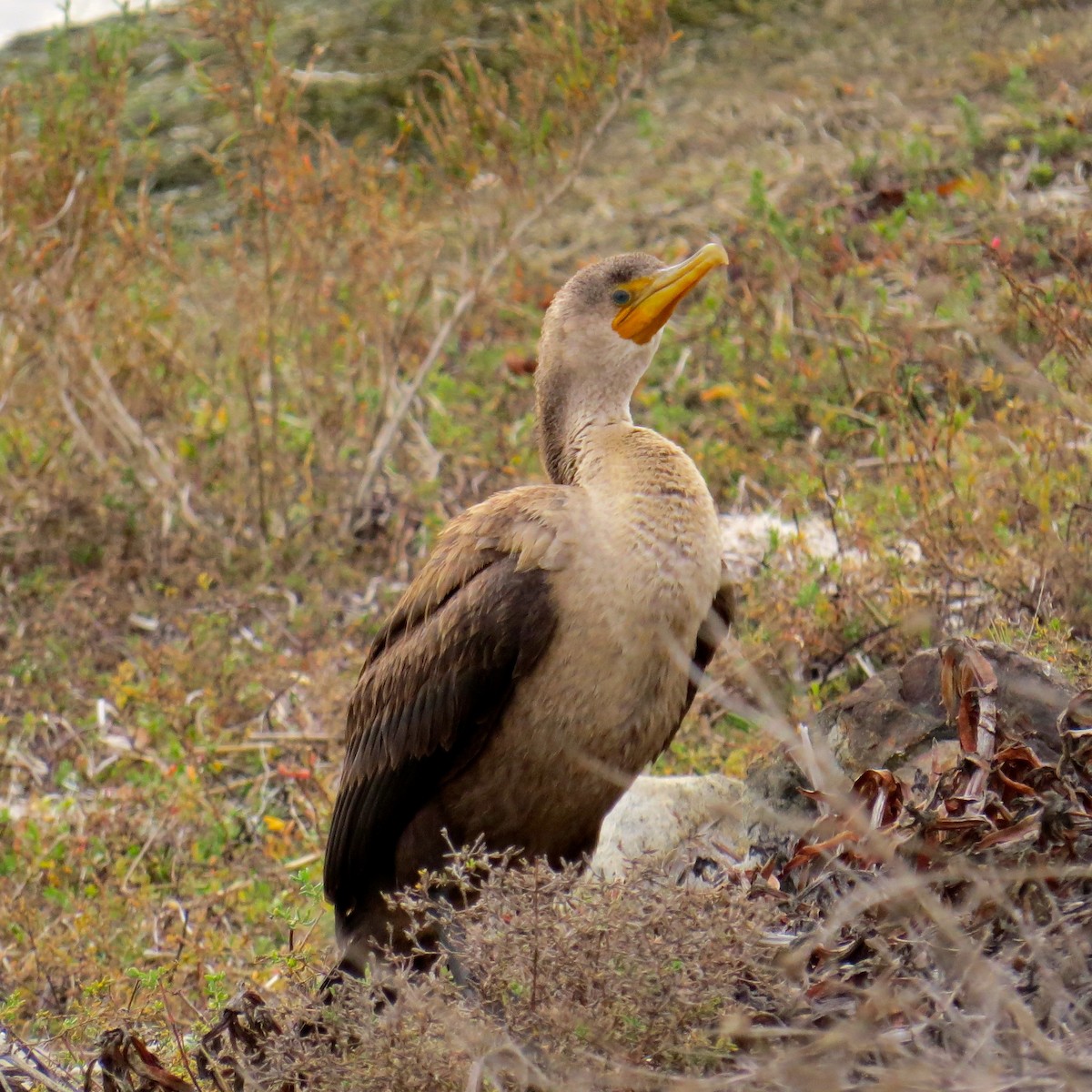 Double-crested Cormorant - Charlotte M