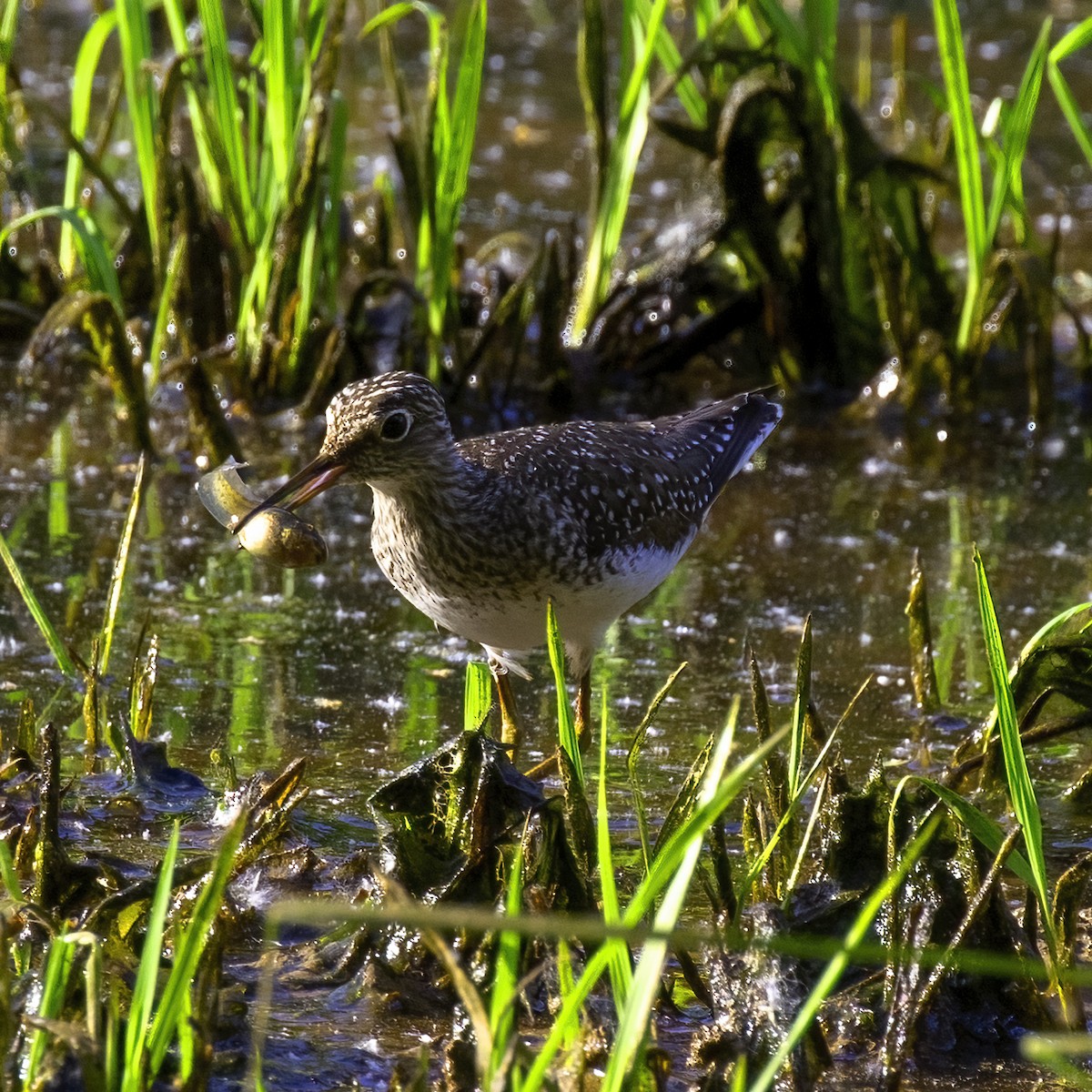 Solitary Sandpiper - Dan Vickers