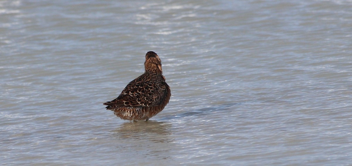 Long-billed Dowitcher - ML443758671