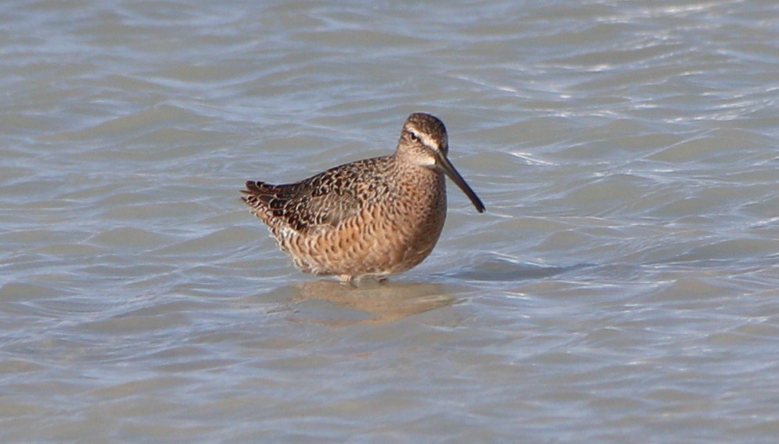 Long-billed Dowitcher - ML443758801
