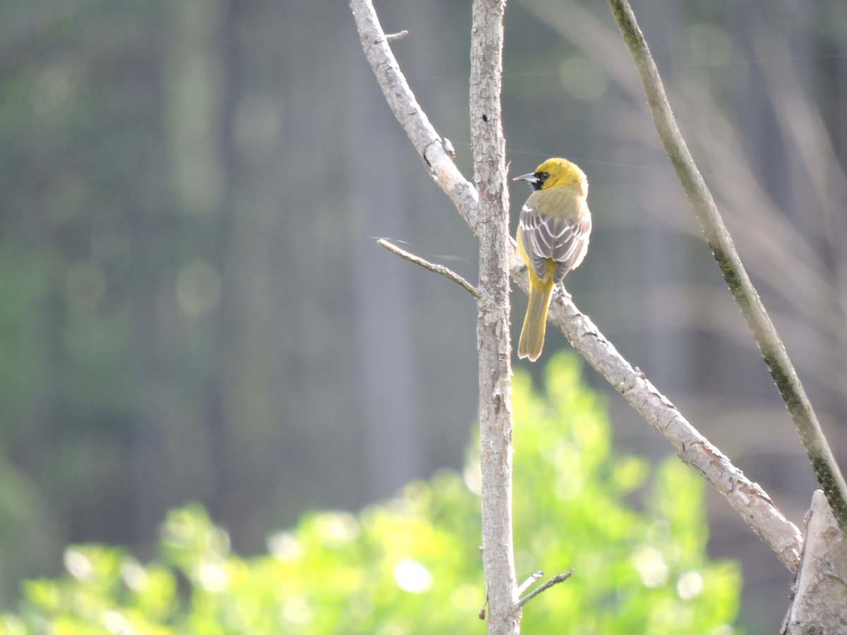 Orchard Oriole - ML44375911