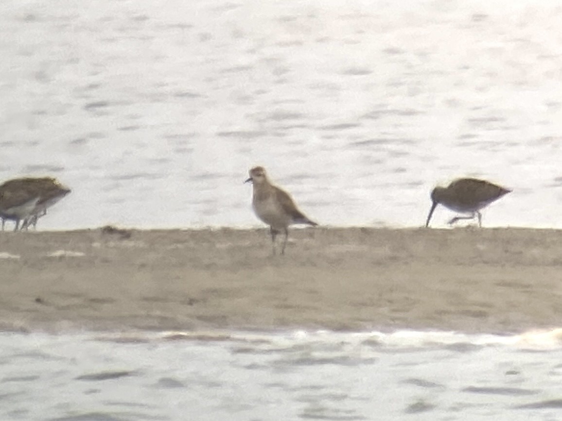 American Golden-Plover - ML443762091