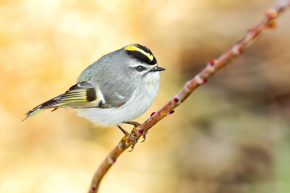 Golden-crowned Kinglet - ML443763161