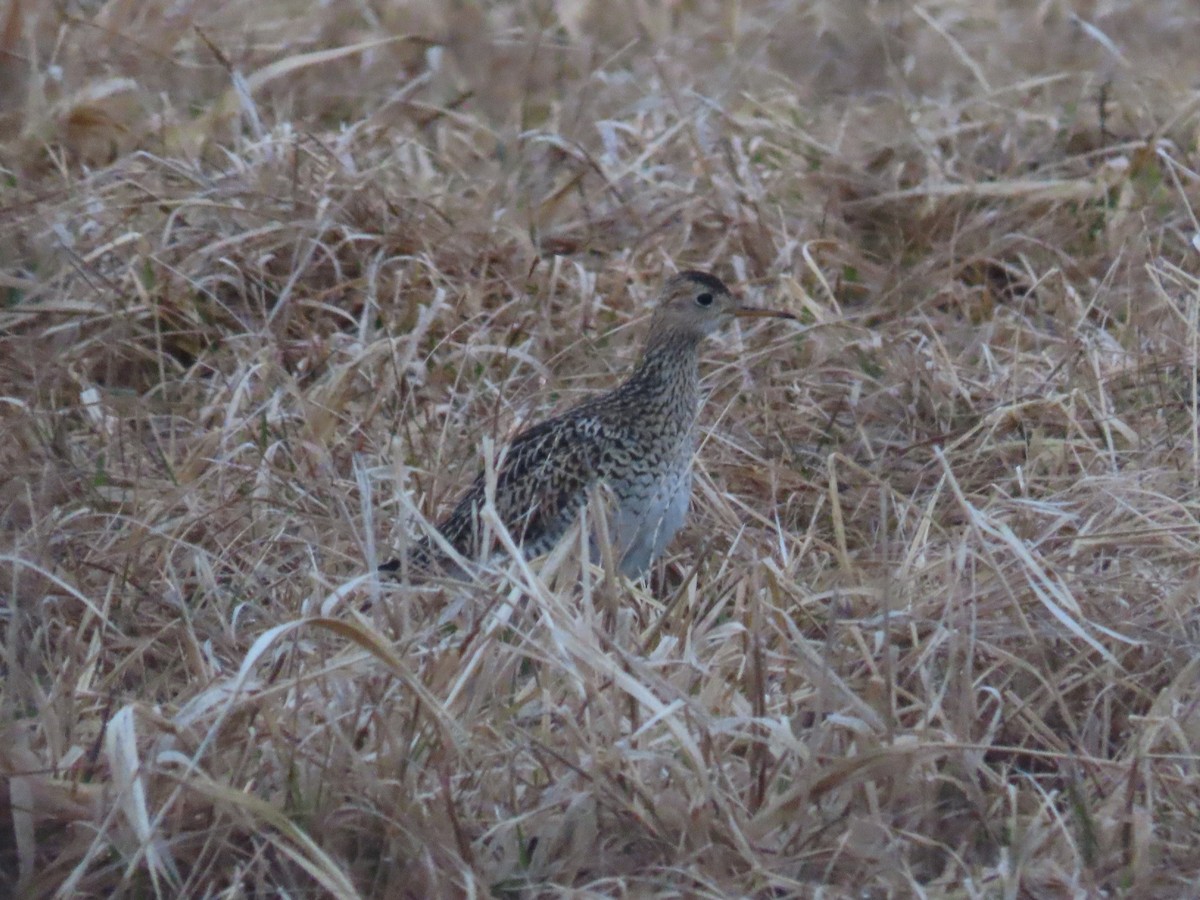 Upland Sandpiper - ML443763261