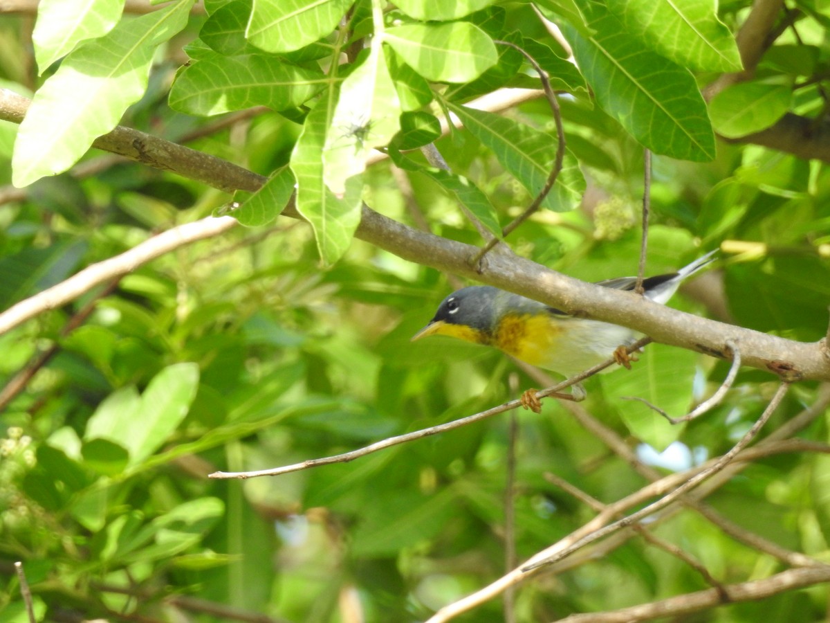 Parula Norteña - ML443763451