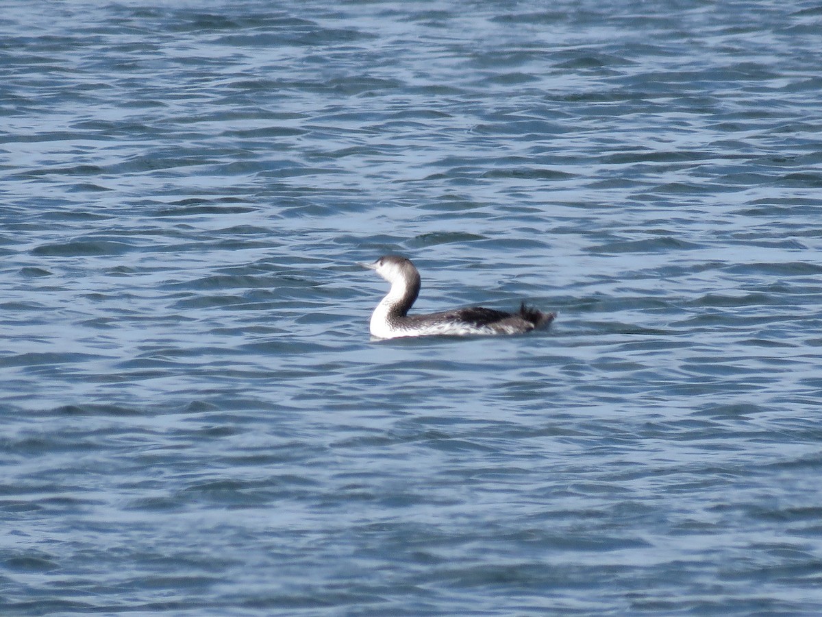 Red-throated Loon - ML443763541