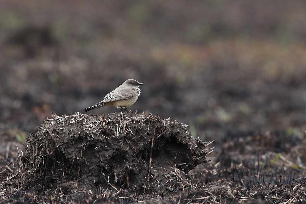 Say's Phoebe - ML443763601