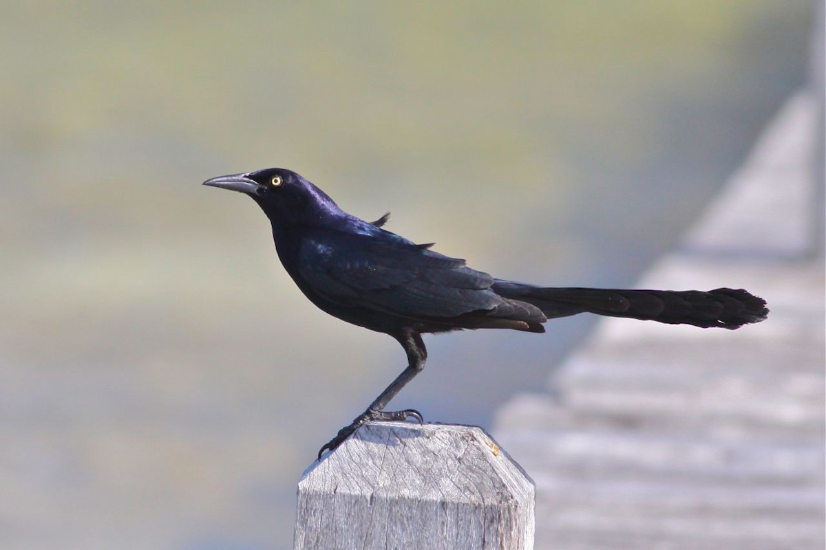 Great-tailed Grackle - ML44376531