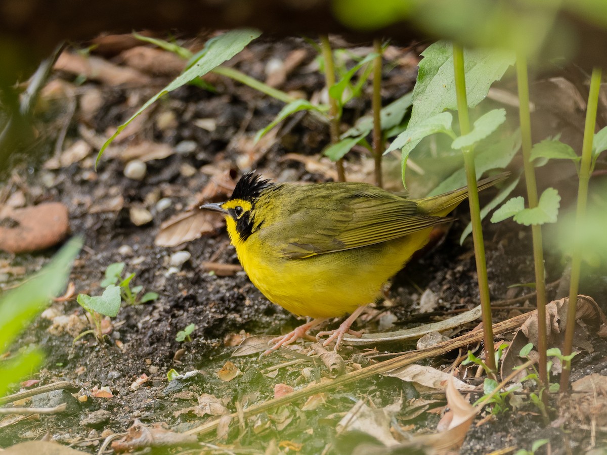 Kentucky Warbler - ML443765331