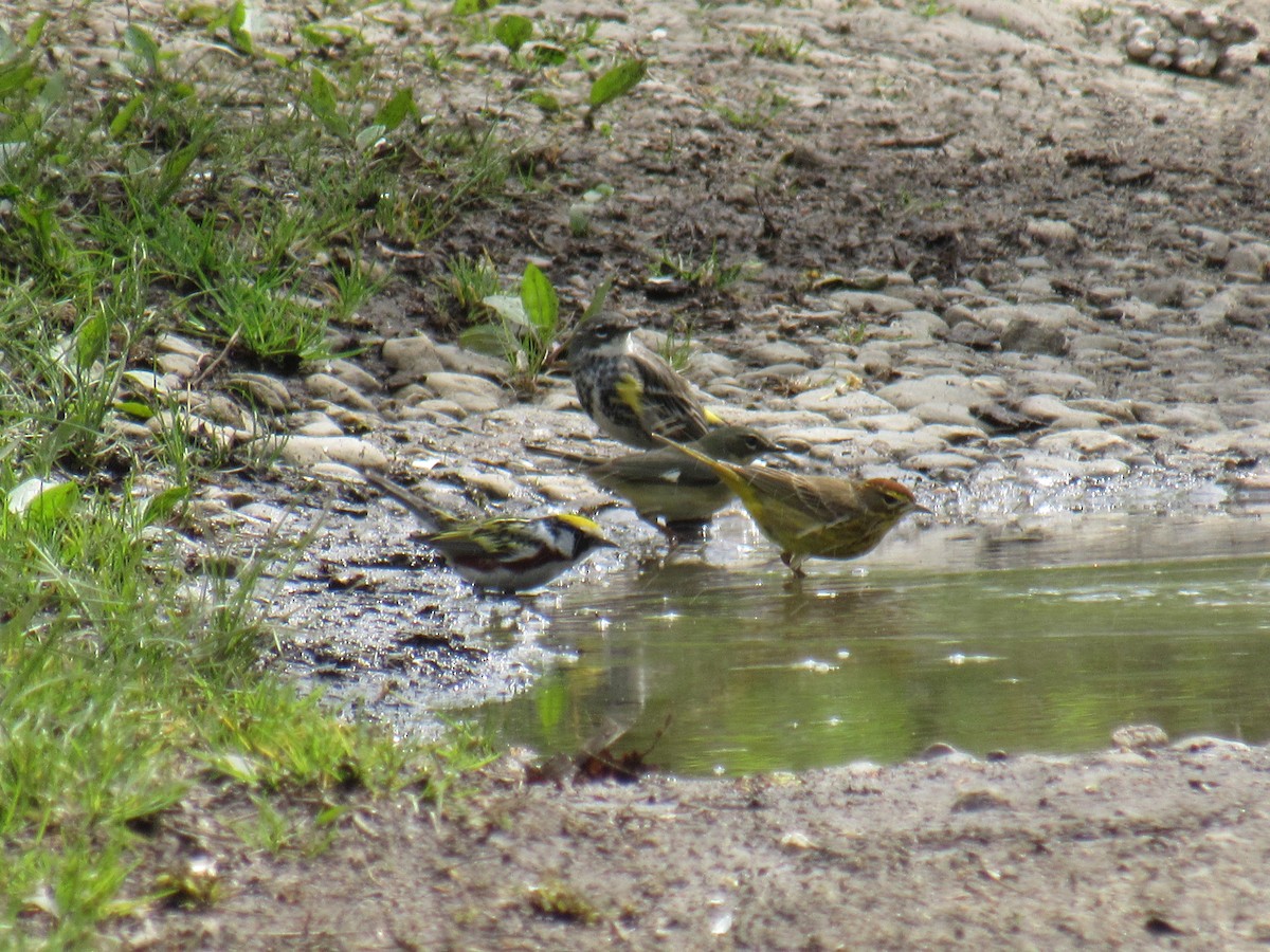 Chestnut-sided Warbler - ML443766741