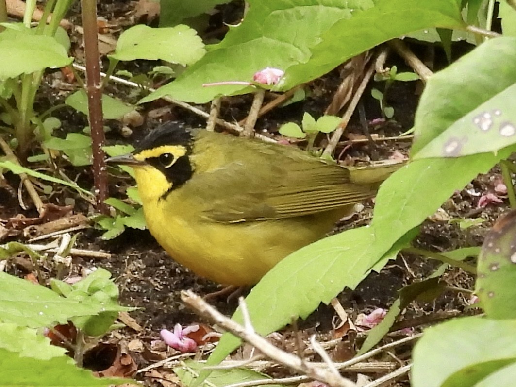 Kentucky Warbler - ML443771571