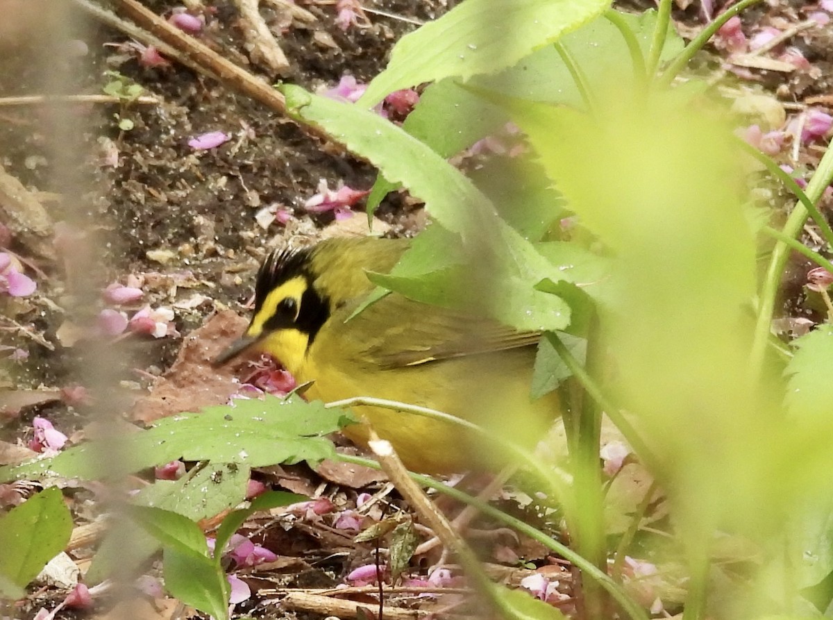 Kentucky Warbler - ML443771581