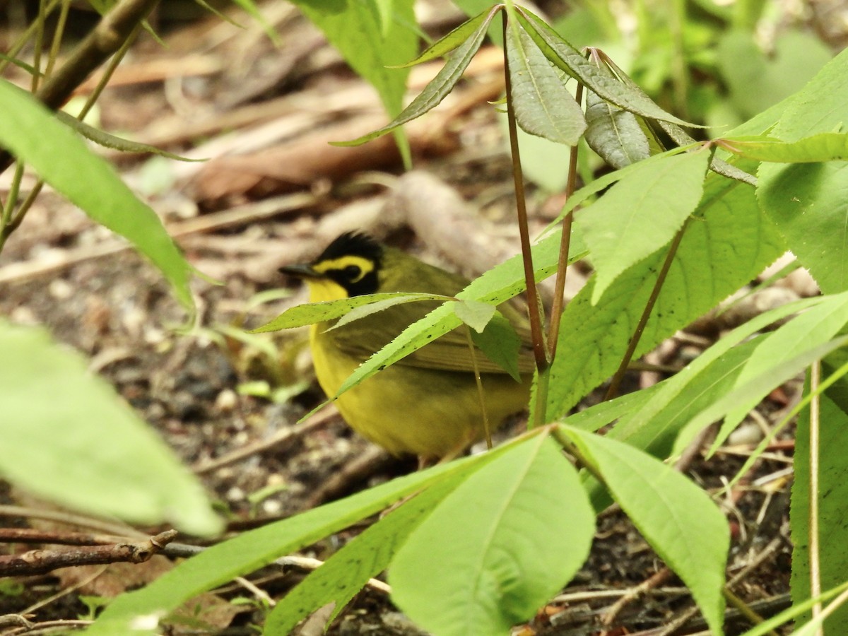 Kentucky Warbler - ML443771631