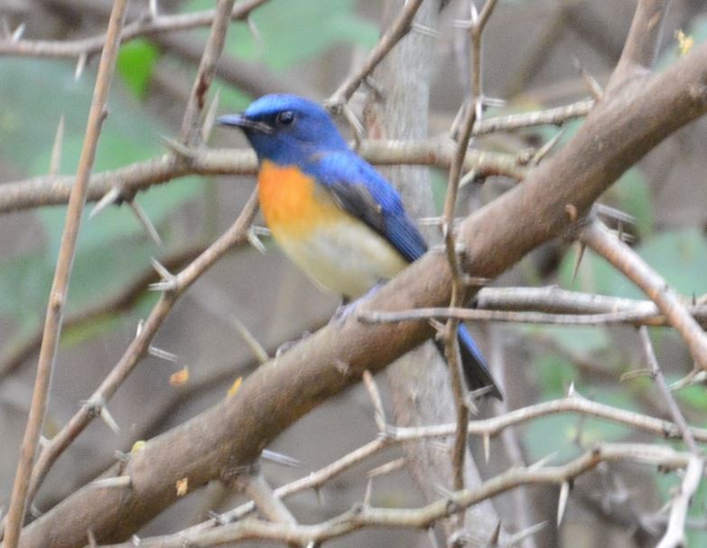 Blue-throated Flycatcher - Arun Varghese