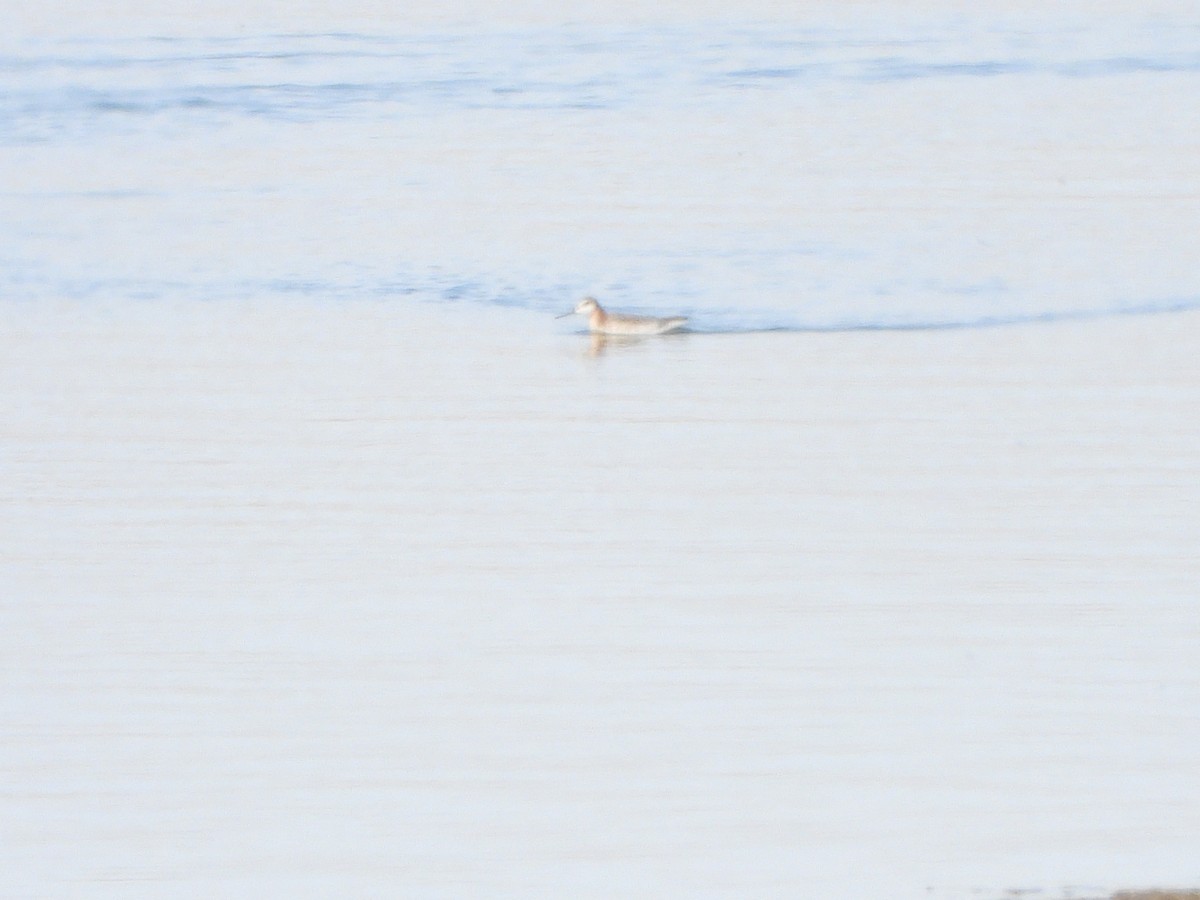 Wilson's Phalarope - ML443773161