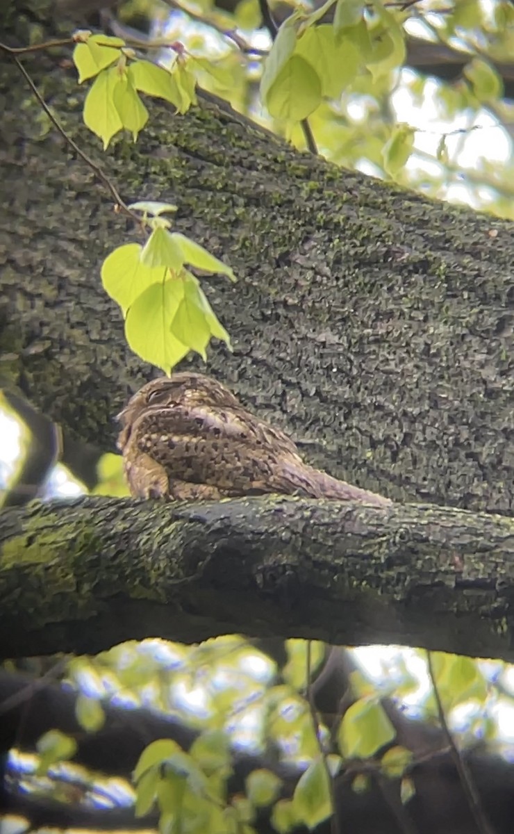 Chuck-will's-widow - ML443773181