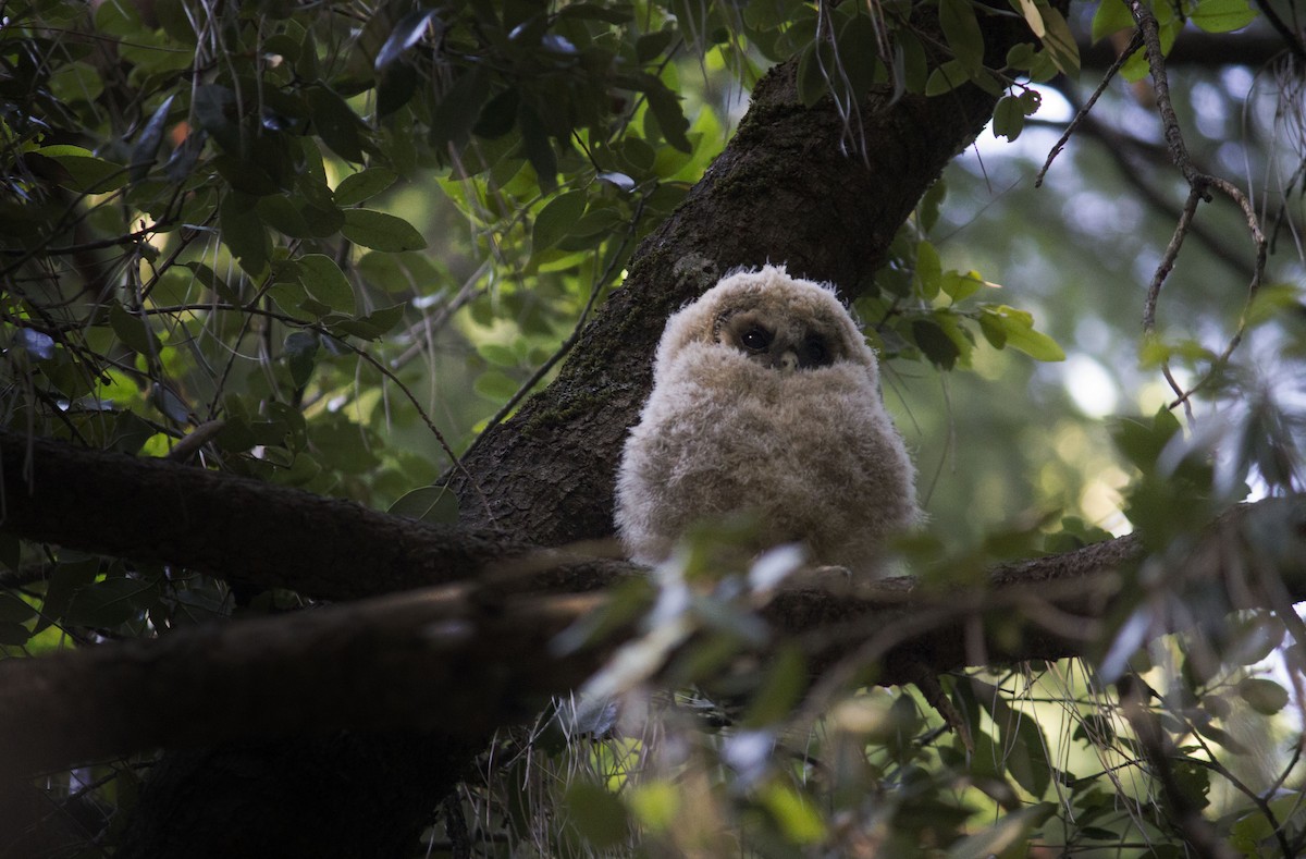 Spotted Owl (California) - Jade Arneson