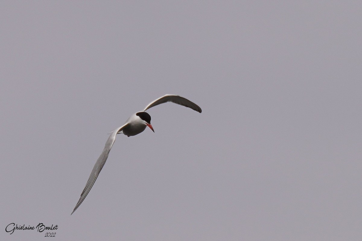 Common Tern - ML443773411