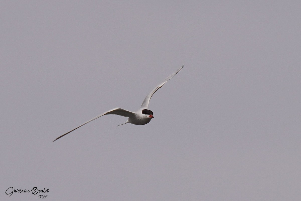 Common Tern - ML443773421