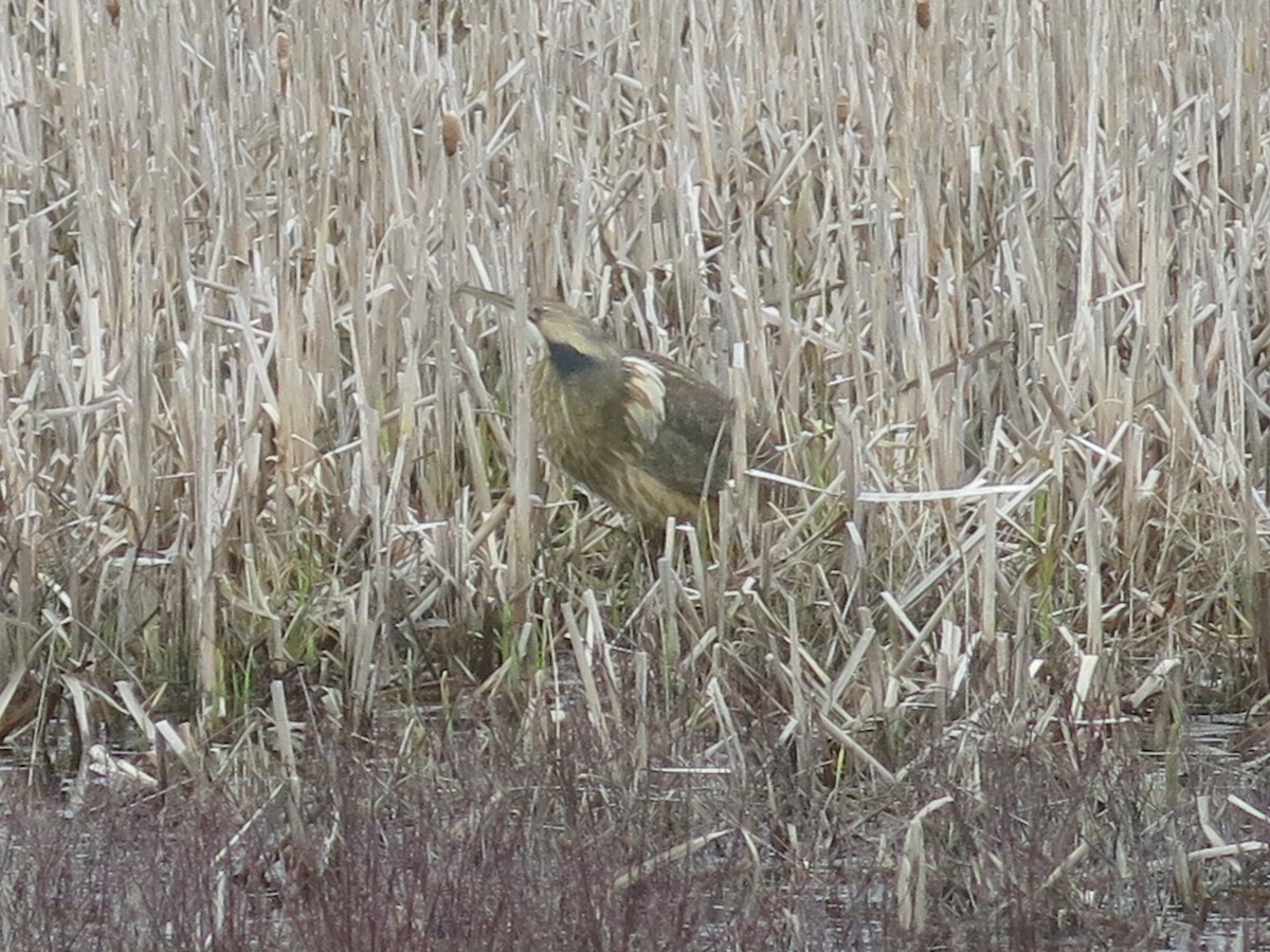 American Bittern - ML443773991