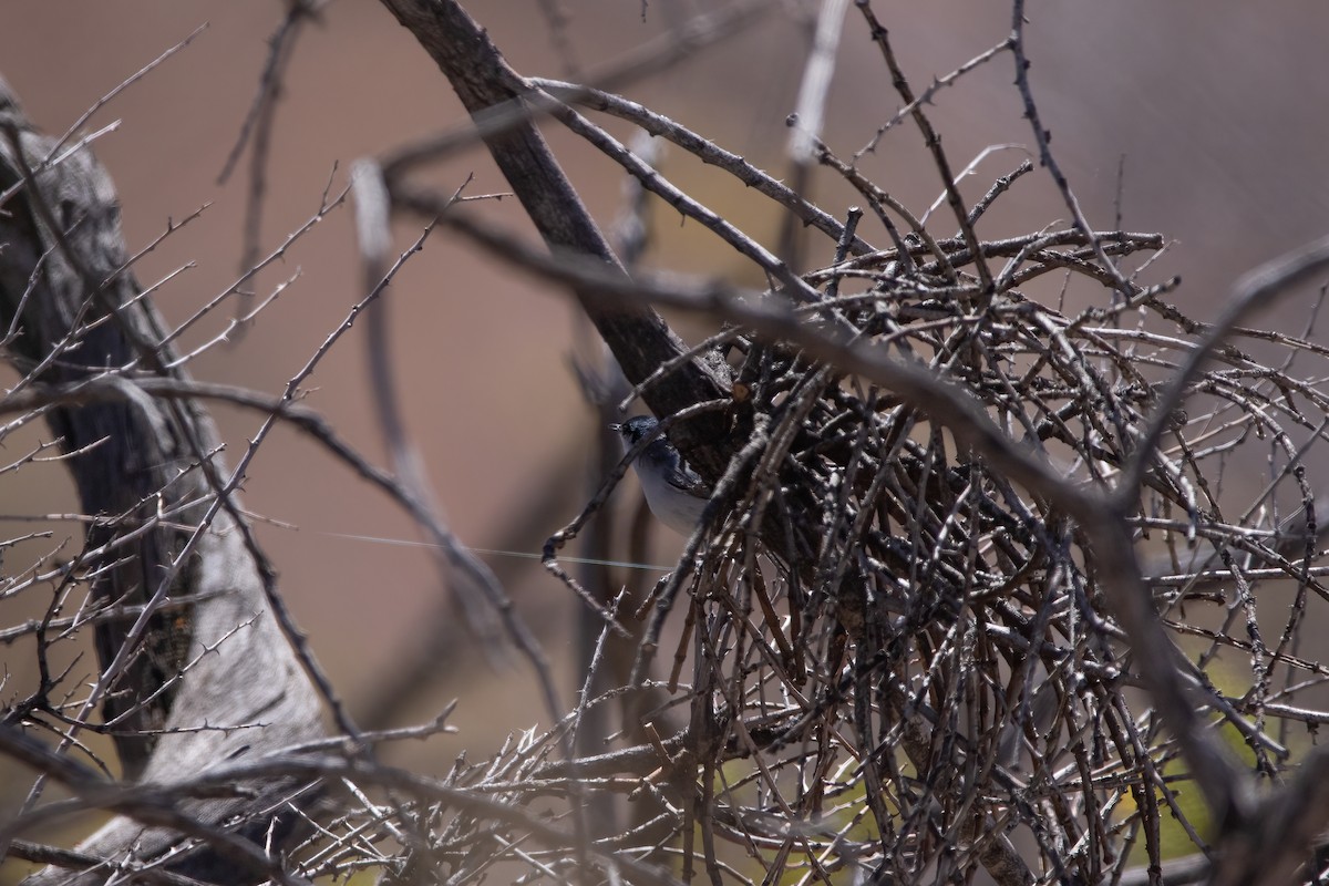 Black-tailed Gnatcatcher - ML443774481