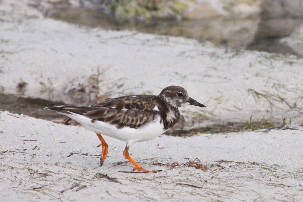 Ruddy Turnstone - ML44377501