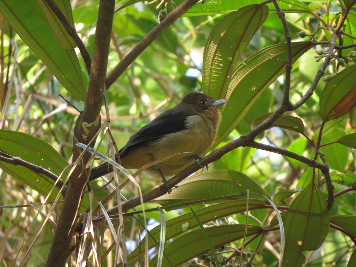 Black-goggled Tanager - ML443775271