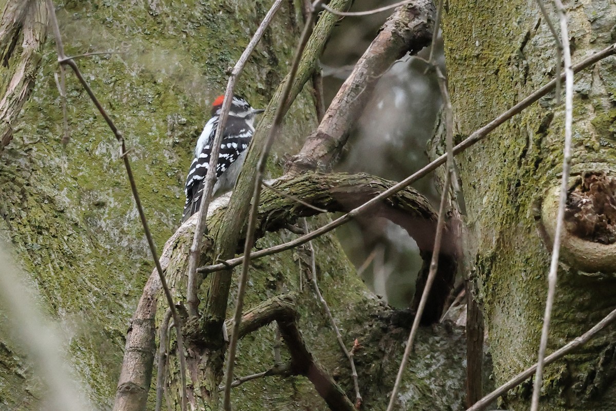 Downy Woodpecker - ML443776491