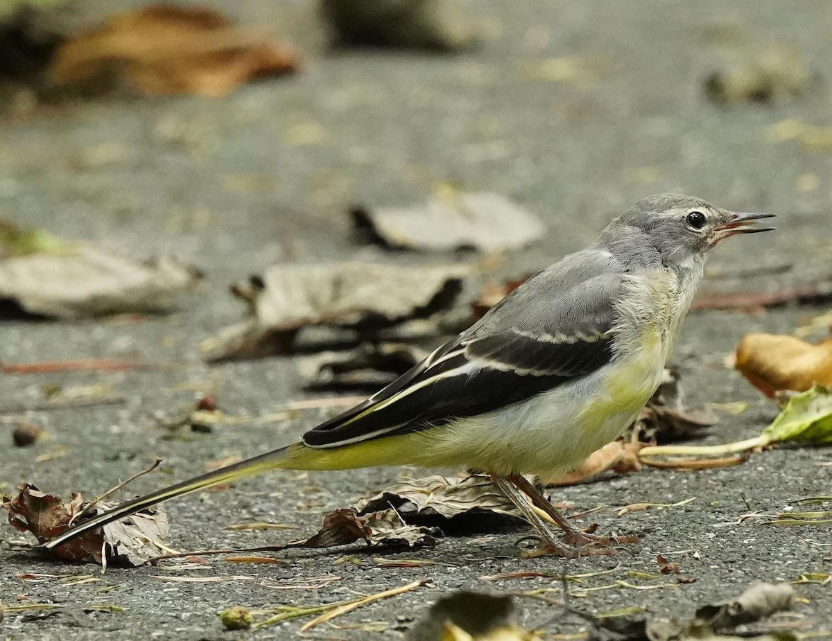 Gray Wagtail - Anonymous