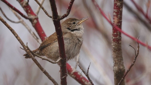 Troglodyte familier - ML443780521