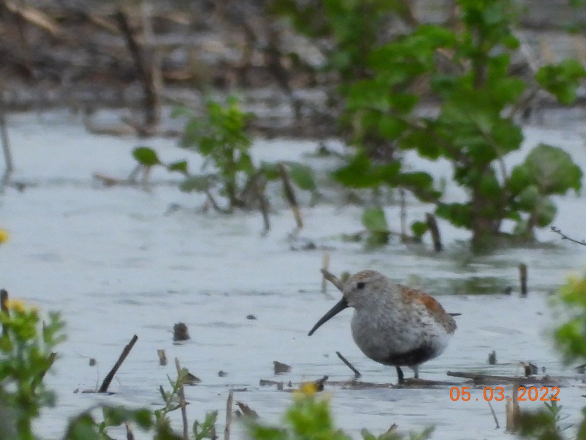 Dunlin - ML443782381