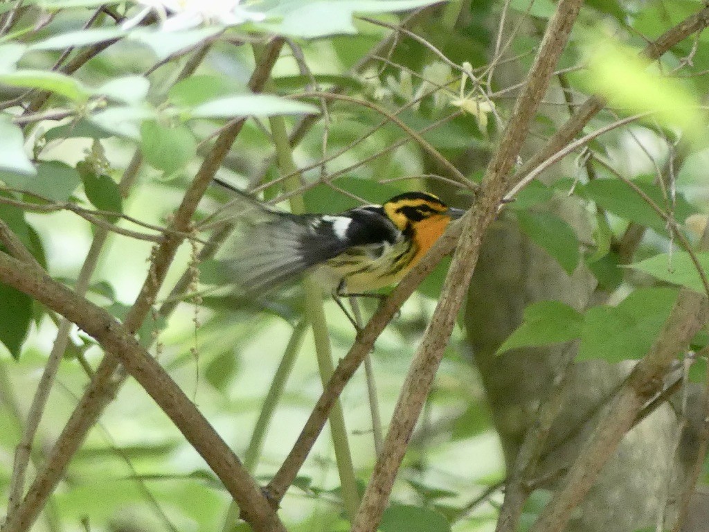 Blackburnian Warbler - ML443783901