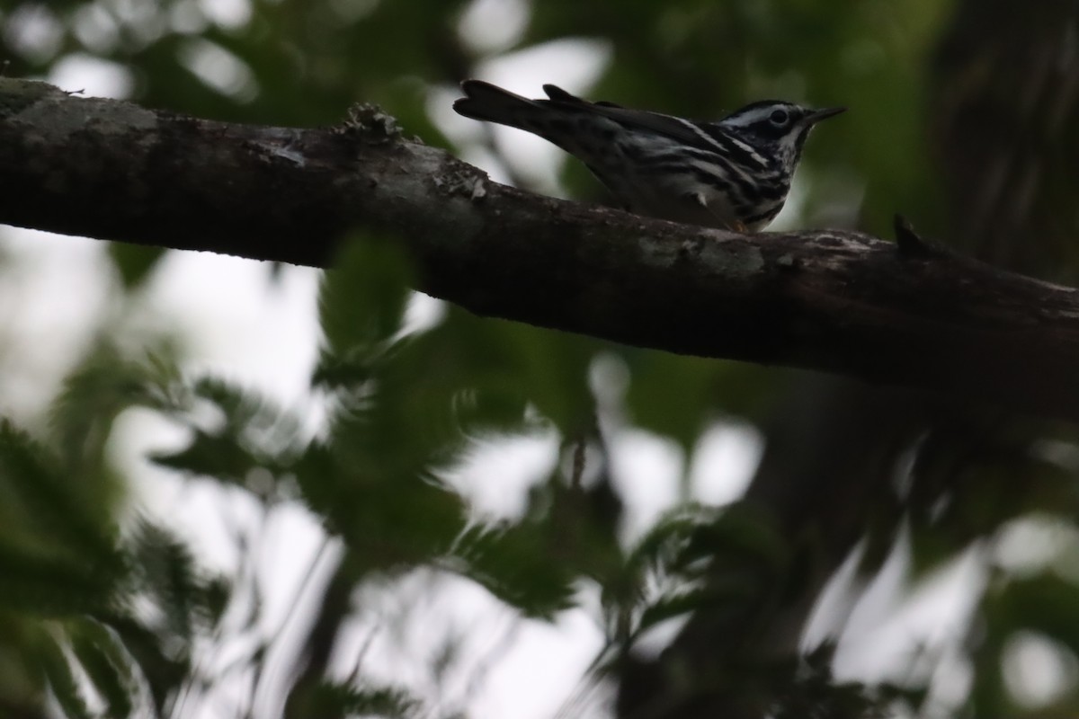 Пісняр строкатий - ML443785121