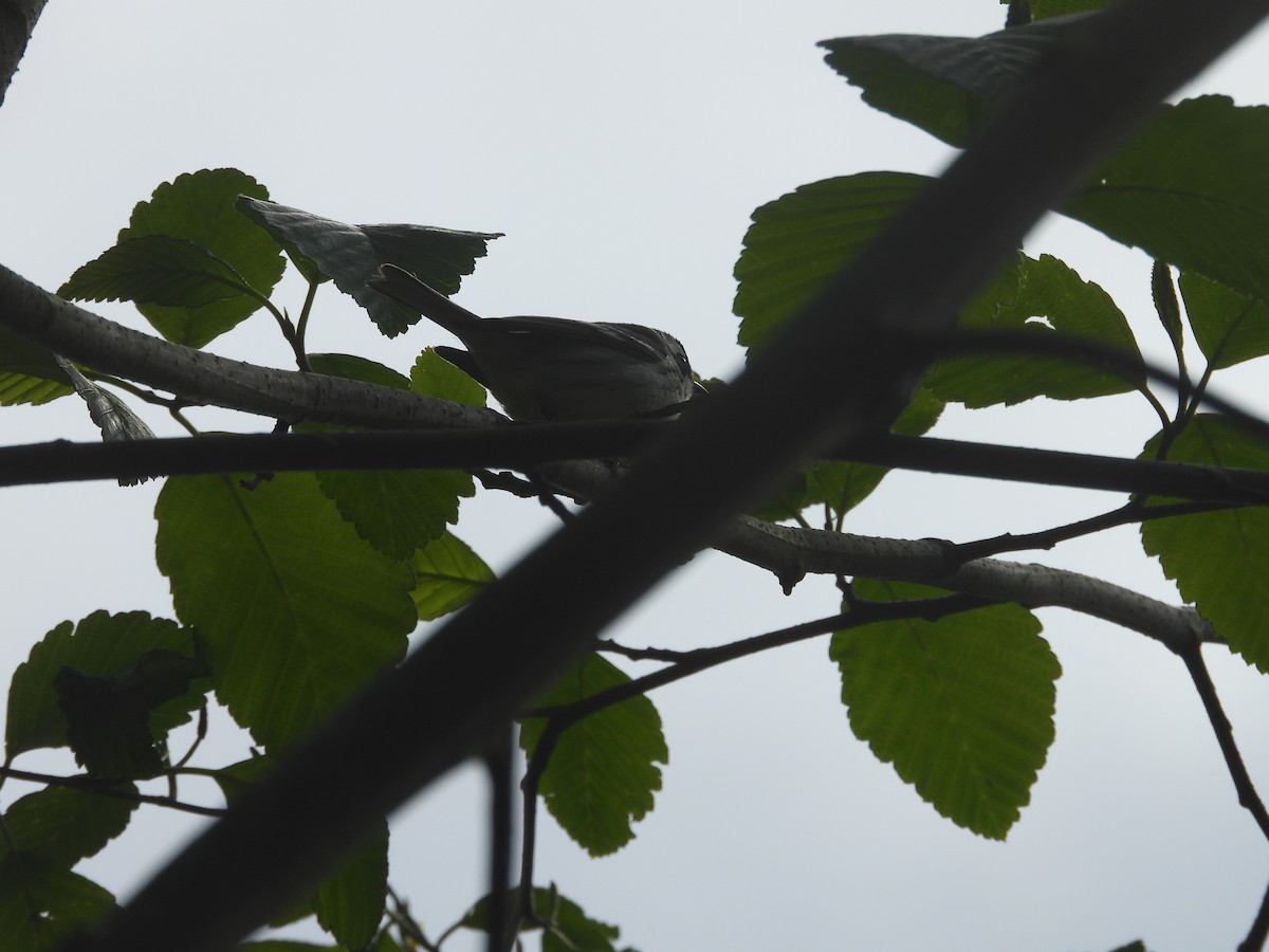 Black-throated Gray Warbler - Colby Neuman