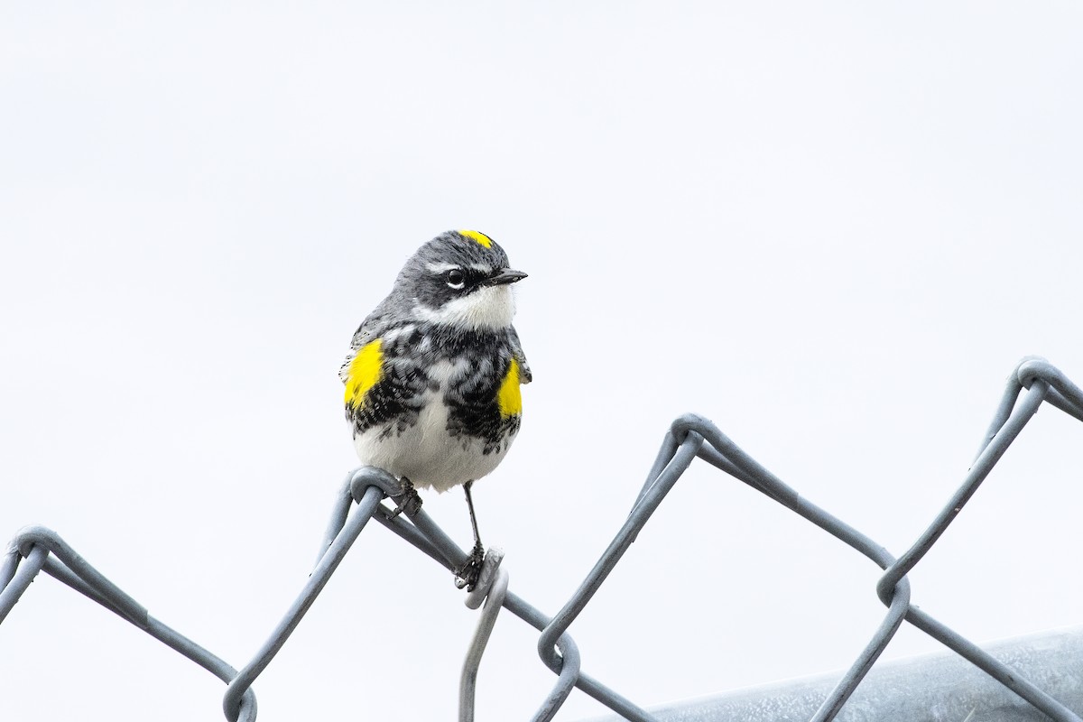 Yellow-rumped Warbler - ML443786191