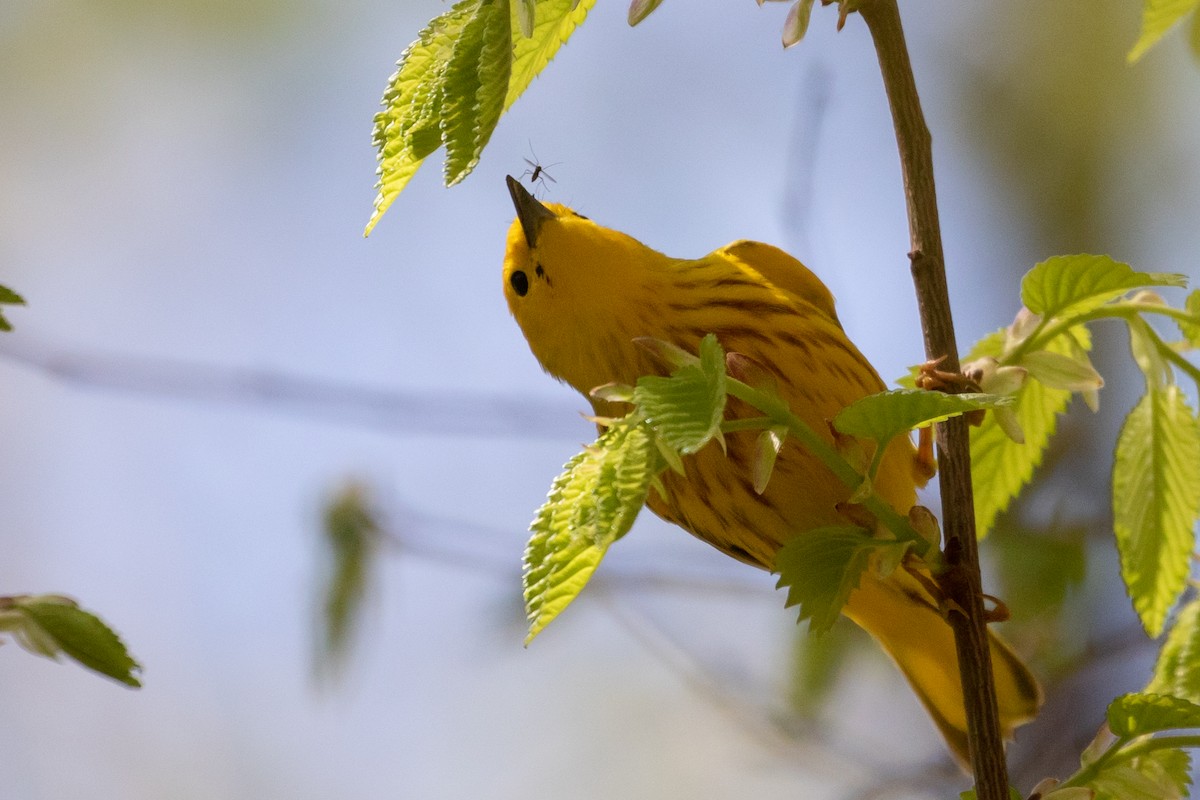 Northern Yellow Warbler - Ryan Mandelbaum