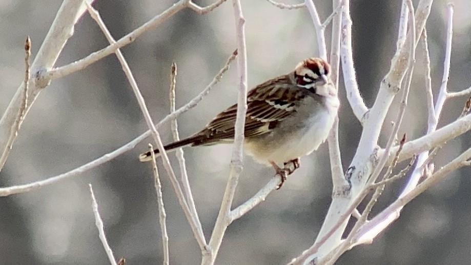 Lark Sparrow - ML443786751