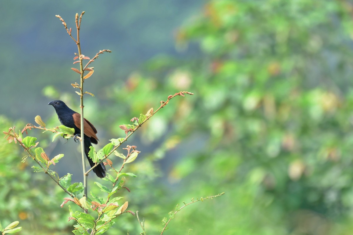 Lesser Coucal - ML443787151