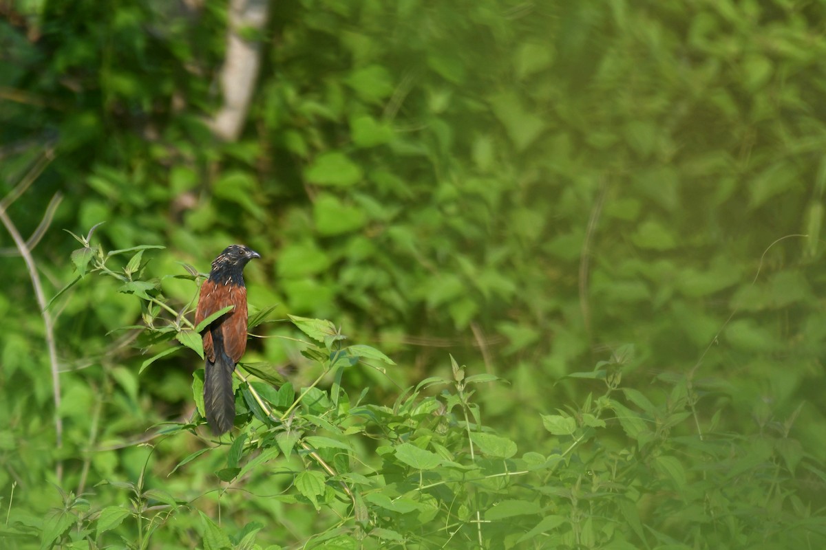 Lesser Coucal - ML443787171