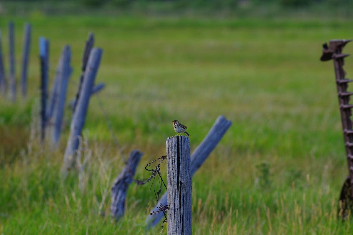 Savannah Sparrow - ML443787431