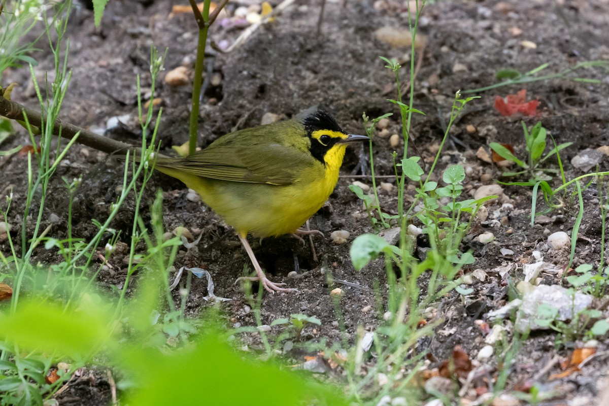 Kentucky Warbler - ML443791191