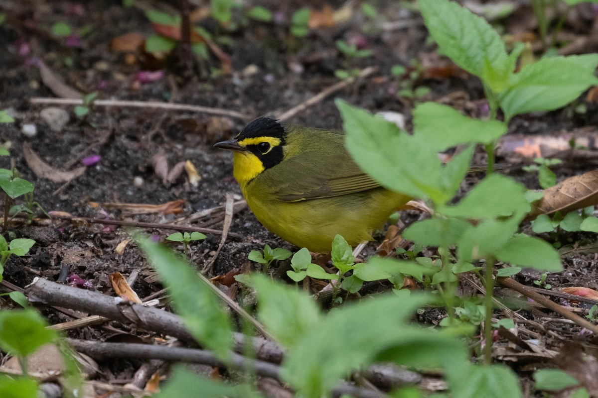 Kentucky Warbler - R M