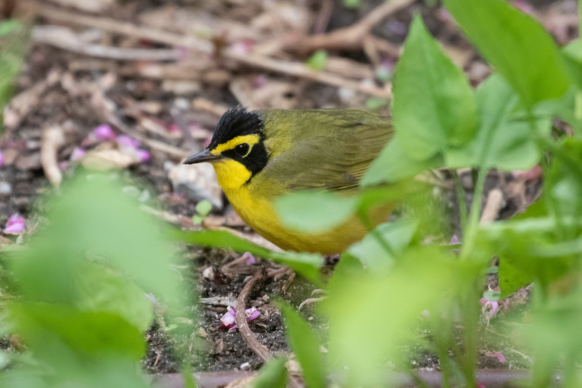 Kentucky Warbler - R M