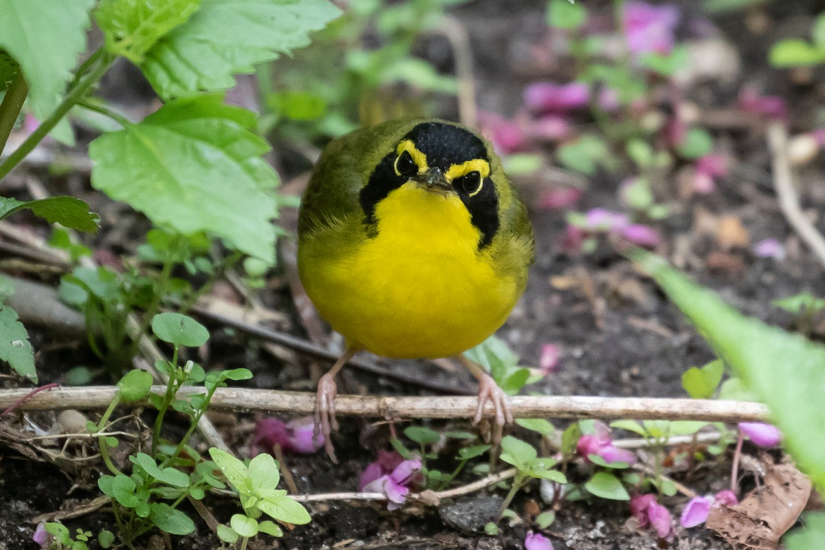 Kentucky Warbler - ML443791271