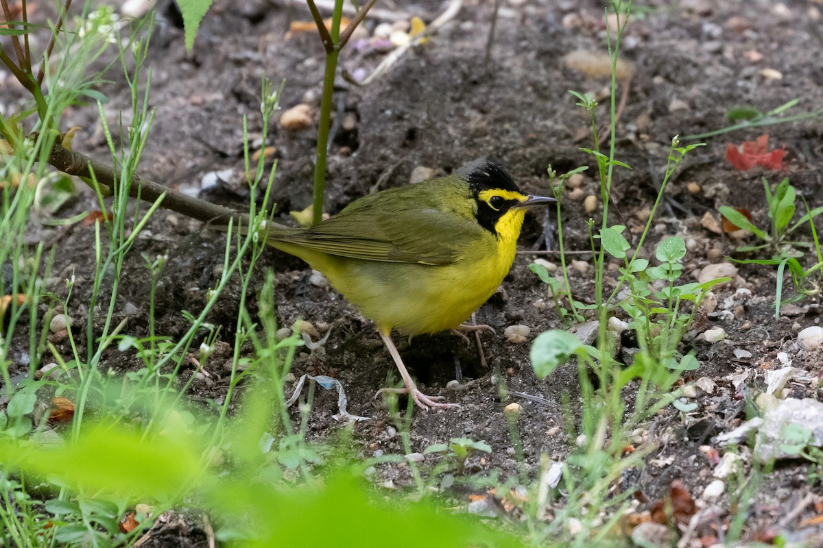 Kentucky Warbler - ML443791291