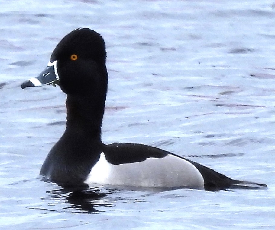 Ring-necked Duck - ML443791691